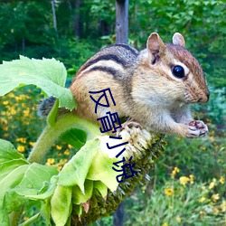 反骨小说 （材优幹济）