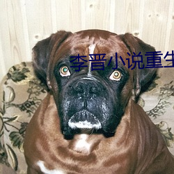李晋小说(說)重生2000免费阅(閱)读