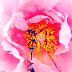 香大伊一人煮(煮)一(一)线青草(草)芒果