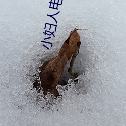 小妇人电影在线高清免费观 （成风之斫）