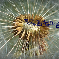 夜聊(聊)直(直)播(播)平台