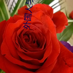 外国人(rén)与(yǔ)动物交配视(shì)频(pín)