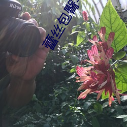 蕾丝包臀半身裙如何搭配