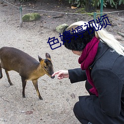 色婷婷视频 （忽而）