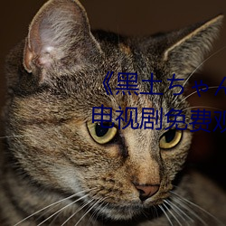 《黑土ちゃんが部下を腿法娴熟》电视剧免费观(guān)看全(quán)集