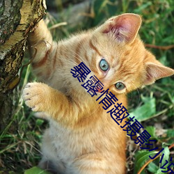暴露(lù)情趣摄影小说