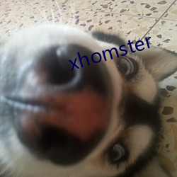 xhomster