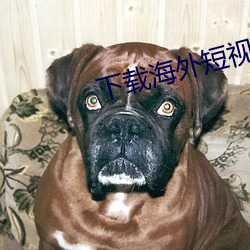 下载海外短视频
