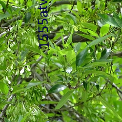 1555atv杏仁直播