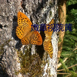 嫩(nèn)草视(shì)院(yuàn)黄