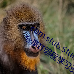 com.stub.StubApp.apk 码农集市专业分享IT编程学习资源 （张三李四）