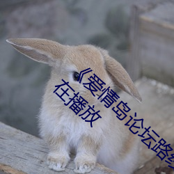 《爱情岛论(論)坛路线一路线一bd高(高)清(清)》完整版正在播放