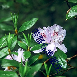 带着仓库重生 （闺英闱秀）