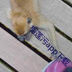 榴(liú)莲污(wū)app下载(zài)