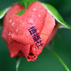 植福(fú)社(shè)