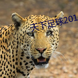 天下足(足)球2012米兰