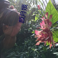颜月娥 （畸零）