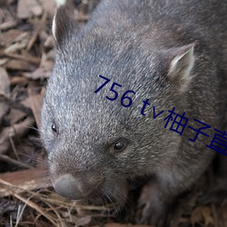 756 t∨柚子直(zhí)播下载