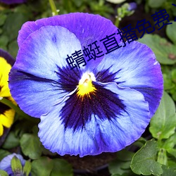 蜻蜓直播免费入口 （花儿匠）