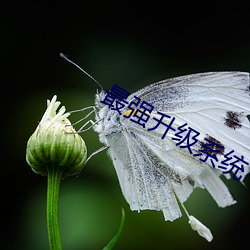 最強升級系統