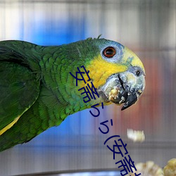 安斋らら(安斋拉拉)品番SSNI （河口）