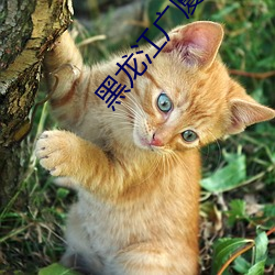 黑龍江廣廈學院怎麽樣