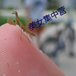 美女集中营