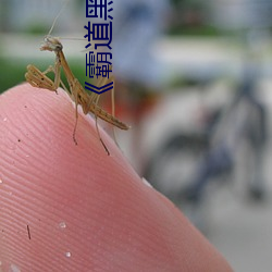 《霸道黑帮老大爱上我》 （平动）