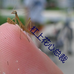 杠上花心总裁