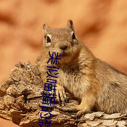 类似喵播的软件