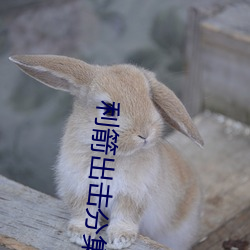 利箭出击分集剧情介绍 （恋恋难舍）