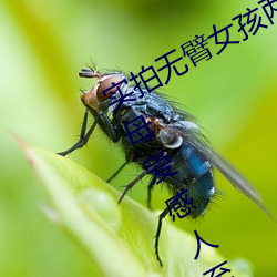 实拍无臂女孩两腿喂奶 裸露美乳喂奶母爱感人至深(组图)