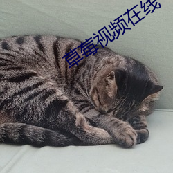 草莓视频在线 （东奔西走）