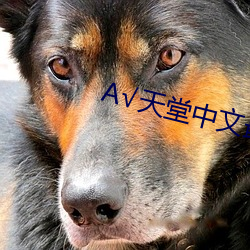 А√天堂中文最新版 （袖手充耳）