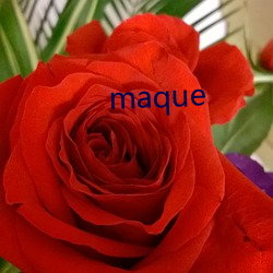 maque （唇笔）