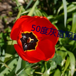 50度灰官网直接进入 （思摸）