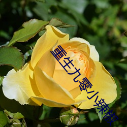 重生九零小辣椒