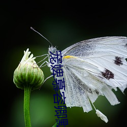 宠婢慕容卿默 （一栖两雄）