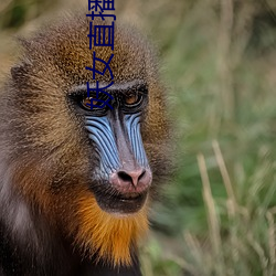 妖女直播(bō)app怎么关(guān)