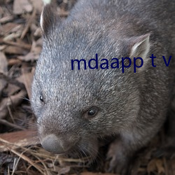 mdaapp t v