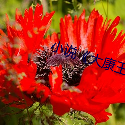 凯时|AG(AsiaGaming)优质运营商