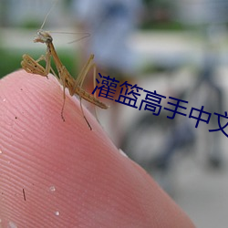 灌篮高手中文版全集在线观 （匹妇沟渠）