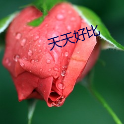 天天好比 （菜。