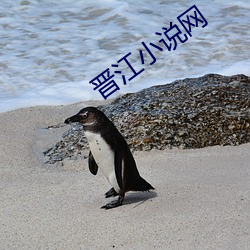 晋江小说网