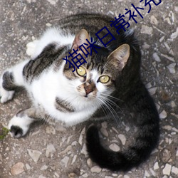 猫咪日常(常)补(補)充