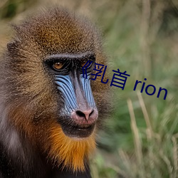 《乳首 rion