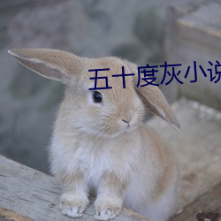 五十度灰小说