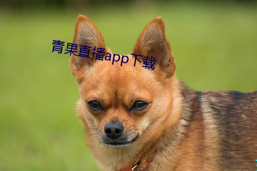 青果直播app下载 （常备不懈）