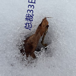 总裁33日索情