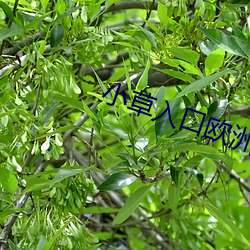 小草入口歐洲一二三四區